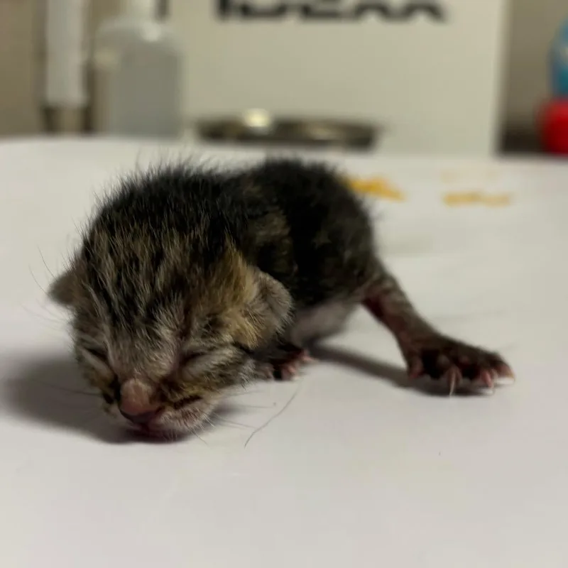 A baby small-sized female Brown / Chocolate Domestic Short Hair cat named Lil Bit for adoption in Yuma, AZ
