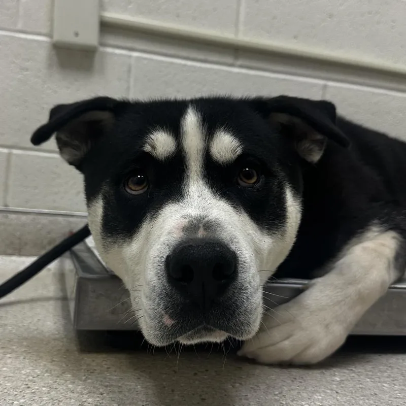 An adult medium-sized male Black Mixed Breed dog named Kingston for adoption in Murray, UT