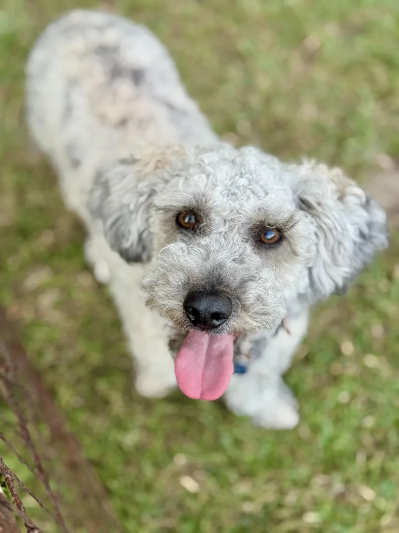 A young small-sized male Toy Poodle dog named Kramer for adoption in Lucedale, MS