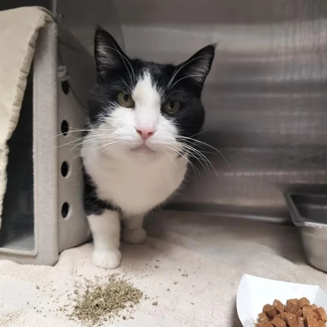 A senior medium-sized male Domestic Short Hair cat named Zeus for adoption in Pueblo, CO