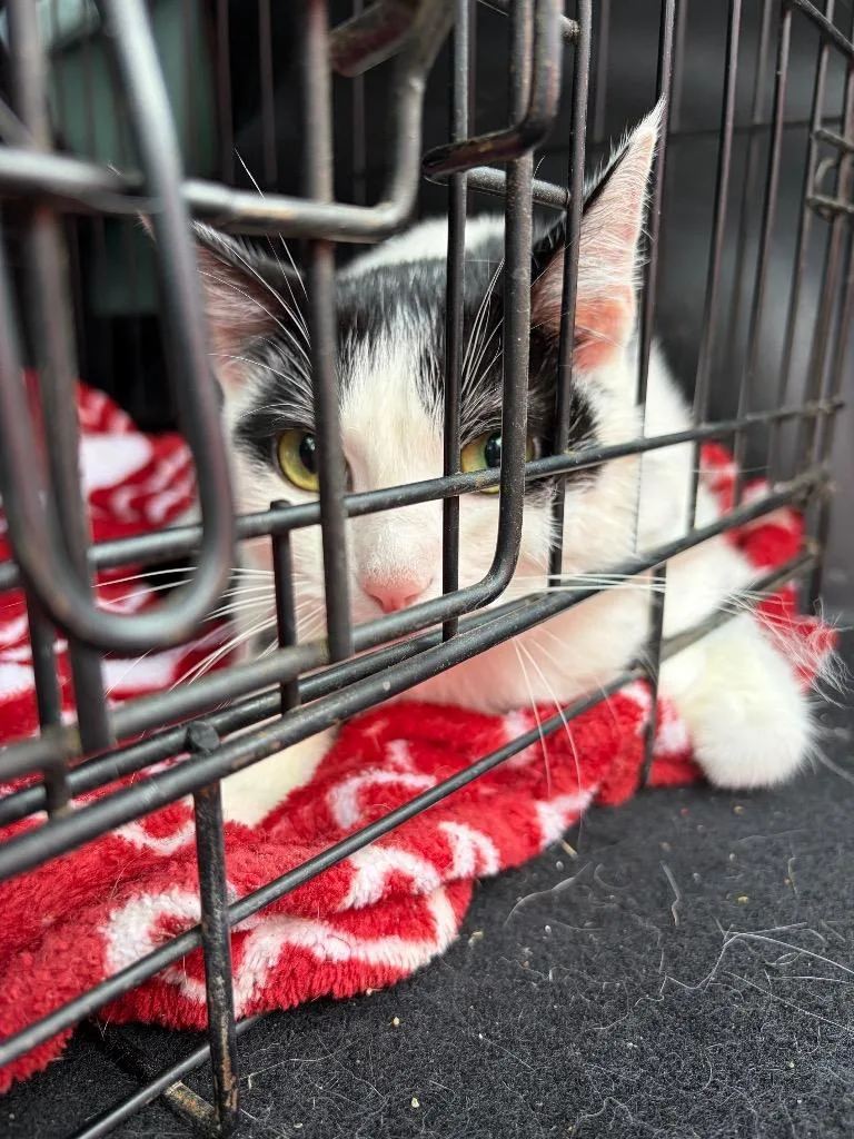 A young small-sized female Domestic Short Hair cat named Moonie for adoption in Ada, OK