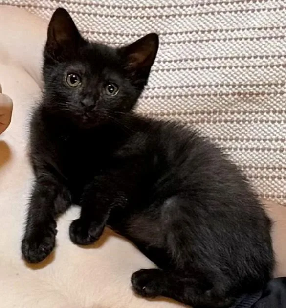 A baby small-sized female Domestic Short Hair cat named Gertrude for adoption in Beckley, WV