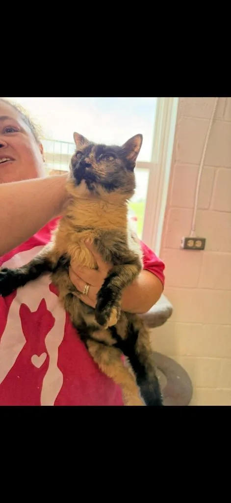 A young medium-sized female Domestic Short Hair cat named Willow for adoption in Camden, TN