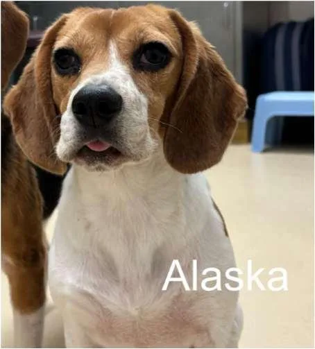 A young small-sized female Tricolor (Brown, Black, & White) Beagle dog named Alaska for adoption in Grayslake, IL