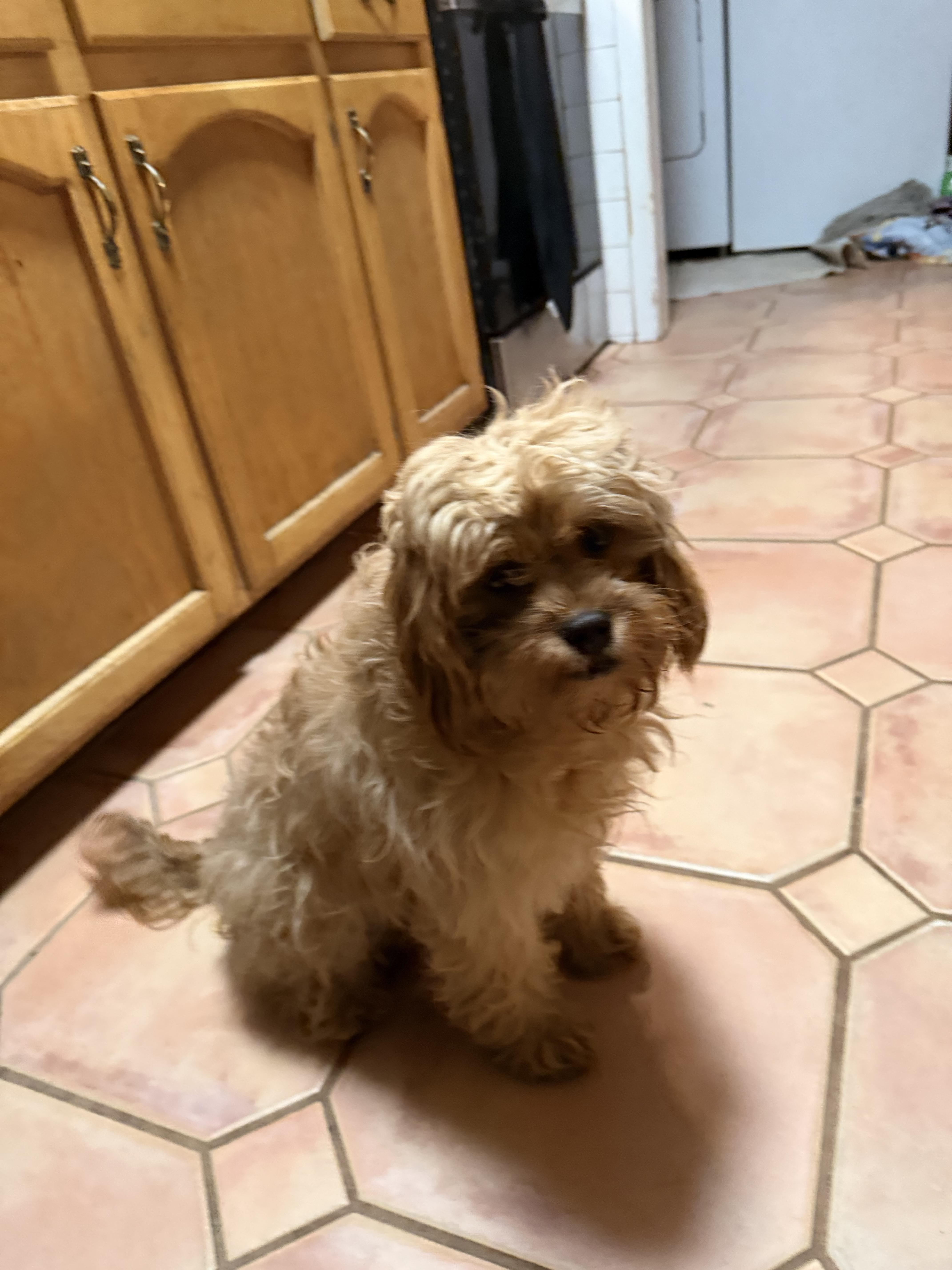 A young small-sized female Apricot / Beige Cavapoo dog named Lady for adoption in Semmes, AL