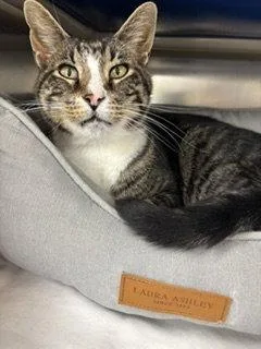 A senior medium-sized male Domestic Short Hair cat named Domino for adoption in Brick, NJ