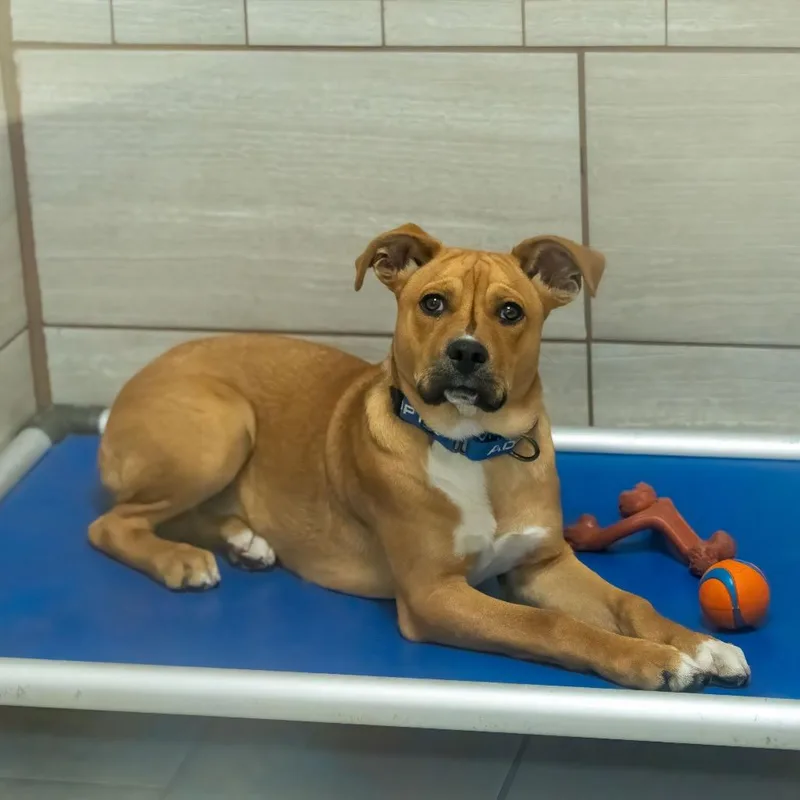 A young medium-sized male Brown / Chocolate Hound dog named Bobo for adoption in Albuquerque, NM