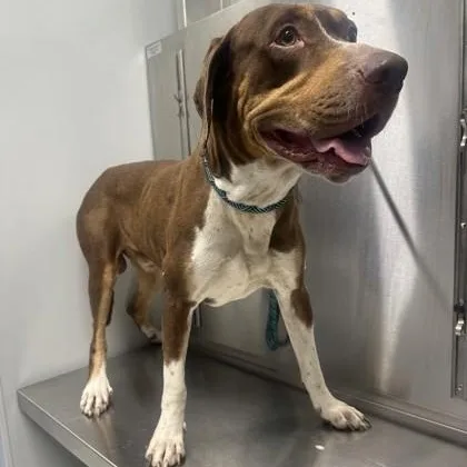 An adult large-sized male Brown / Chocolate Labrador Retriever dog named Ruger for adoption in Converse, TX