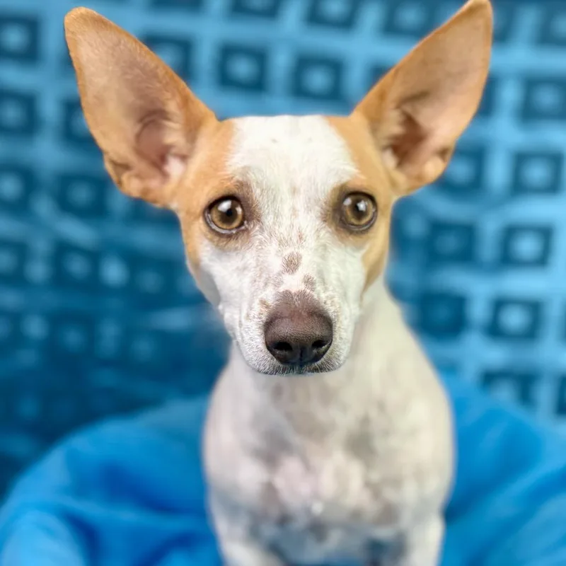 An adult small-sized female White / Cream Chihuahua dog named Libby  My What for adoption in Hondo, TX