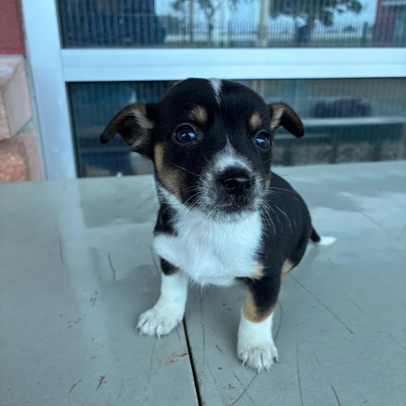 A baby small-sized male Black Australian Shepherd dog named Otis for adoption in San Antonio, TX