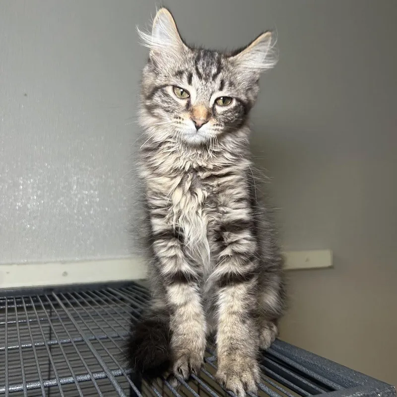 A young medium-sized male Maine Coon cat named Jessie for adoption in Norwood, OH
