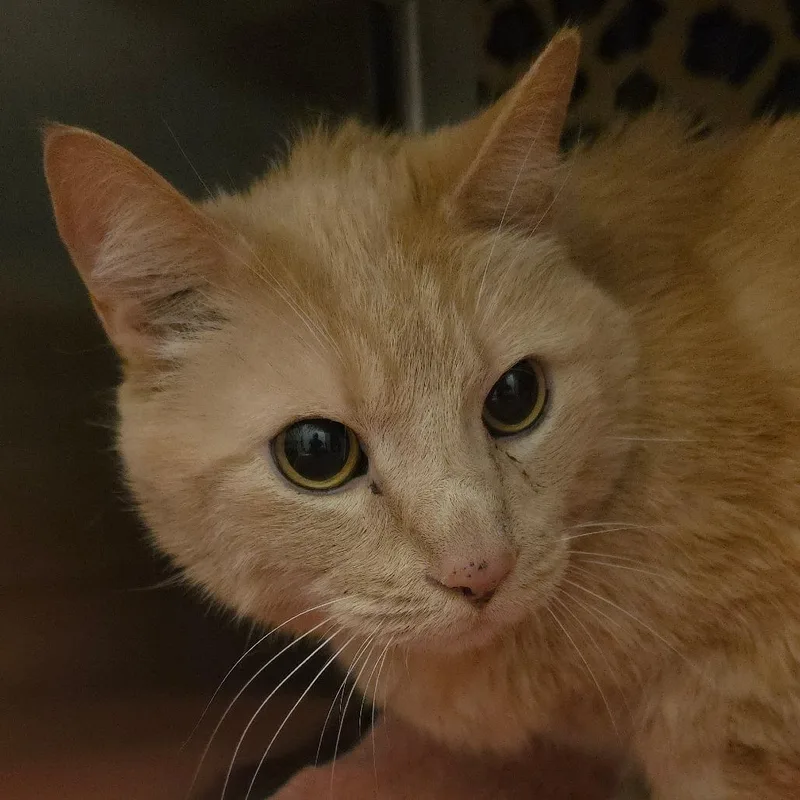 A senior extra large-sized male Orange / Red Domestic Short Hair cat named Crawley for adoption in Council Bluffs, IA