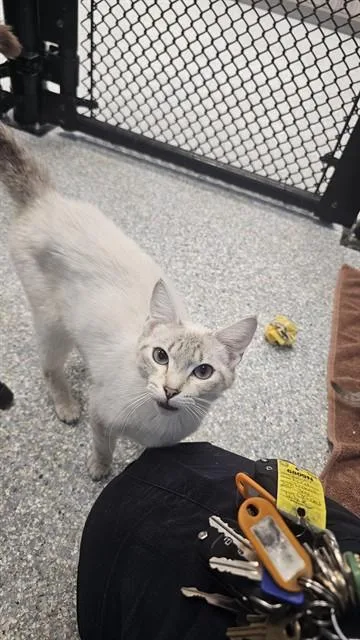 A young small-sized female Domestic Short Hair cat named Wahoo for adoption in Paradise, CA