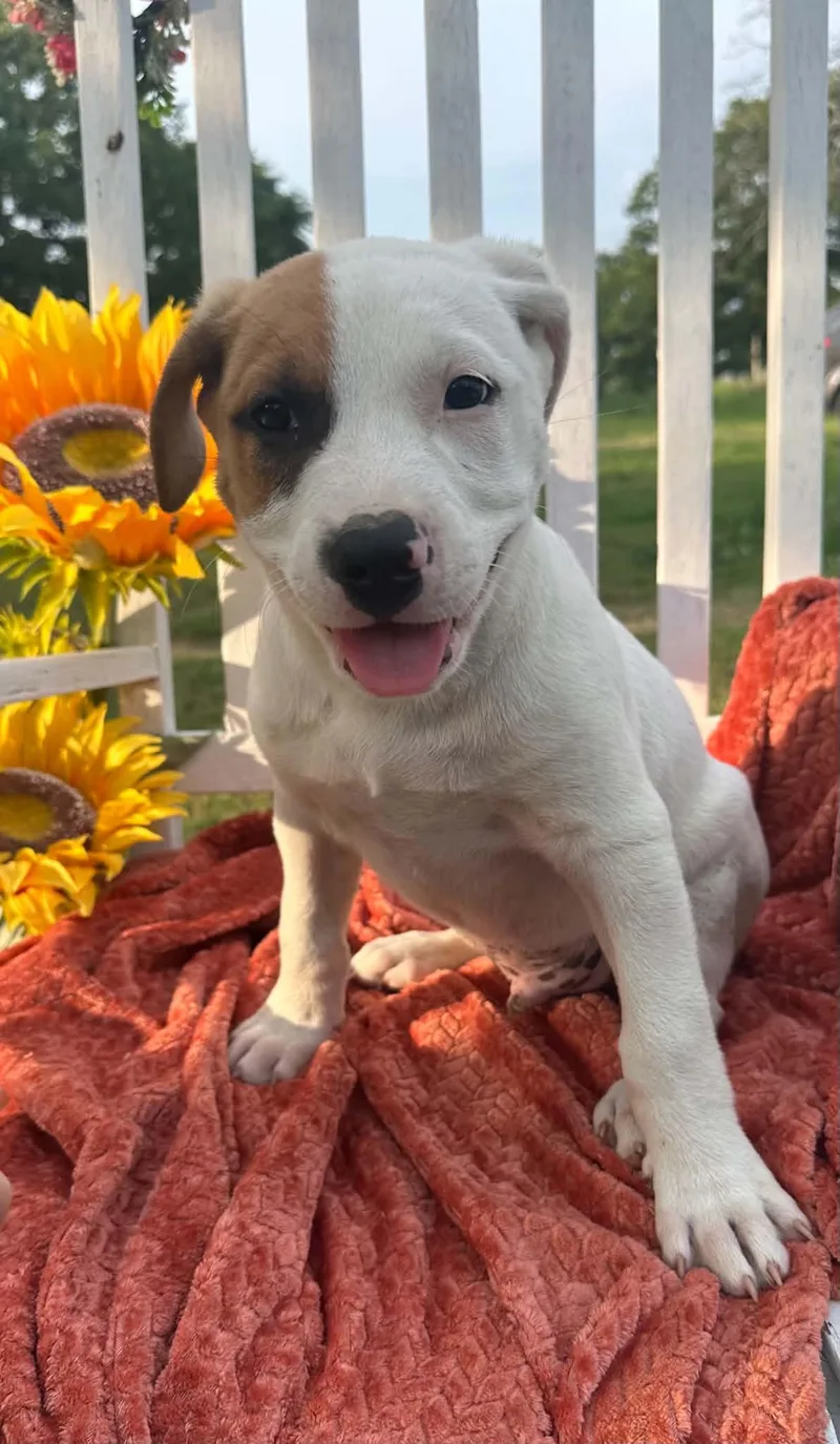 A baby medium-sized male Mixed Breed dog named Mac for adoption in Okemah, OK