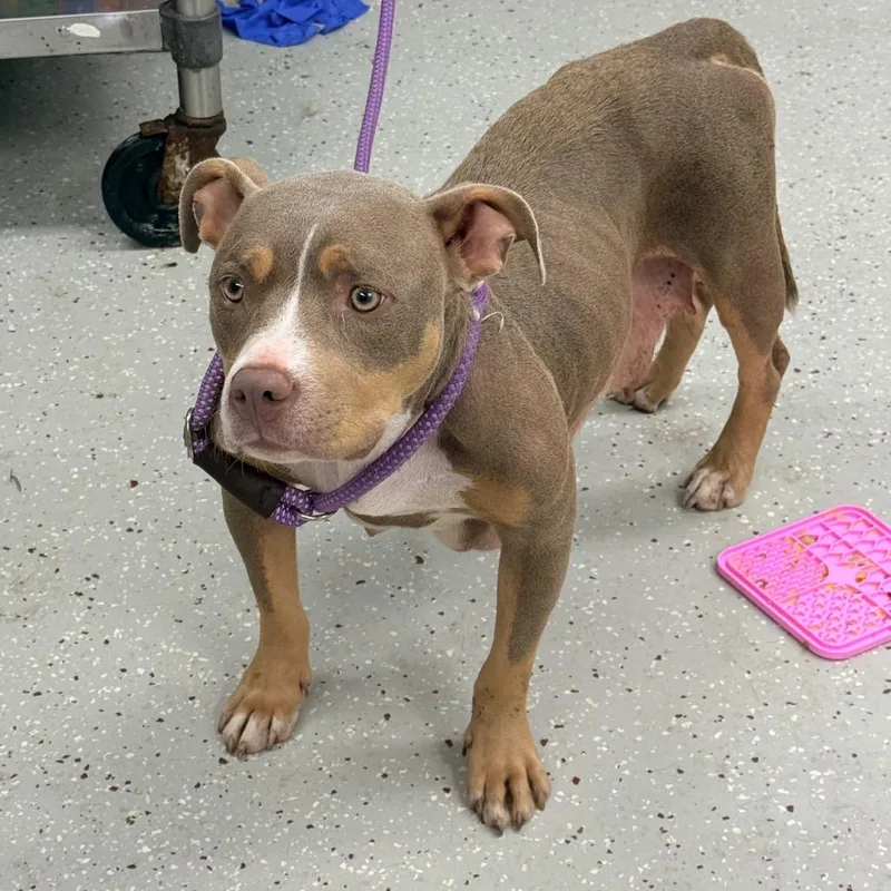 A young medium-sized female Brown / Chocolate Pit Bull Terrier dog named Gigit for adoption in Indianapolis, IN