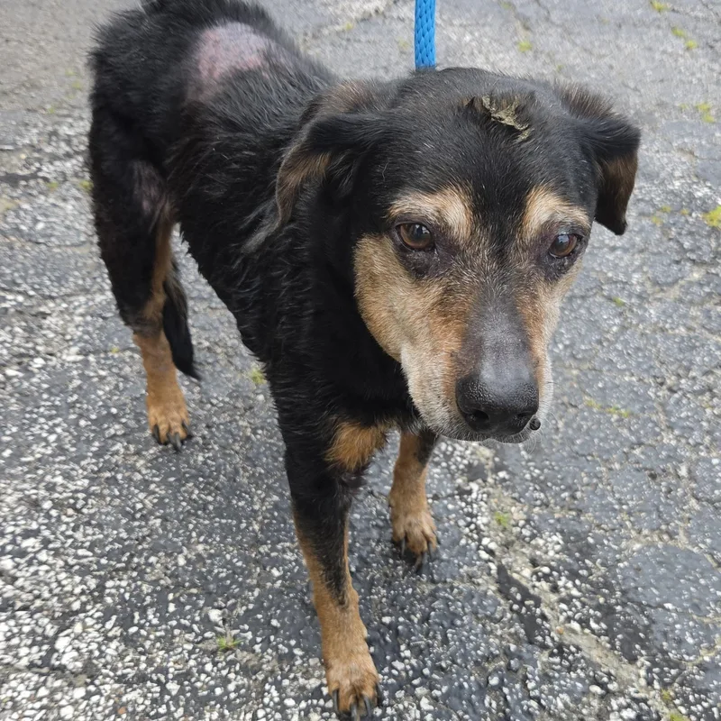 A senior medium-sized male Black Terrier dog named Taz for adoption in Medina, OH