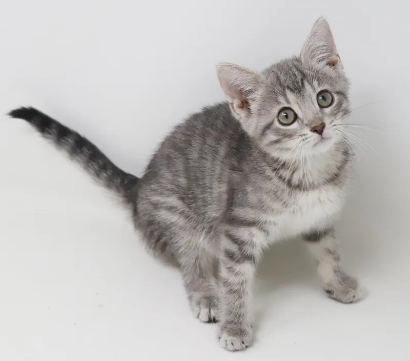 Daphne is a darling thumbnail 3