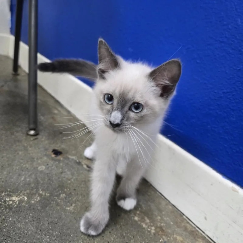 A young small-sized male Cream / Ivory Domestic Short Hair cat named Mario for adoption in Los Angeles, CA