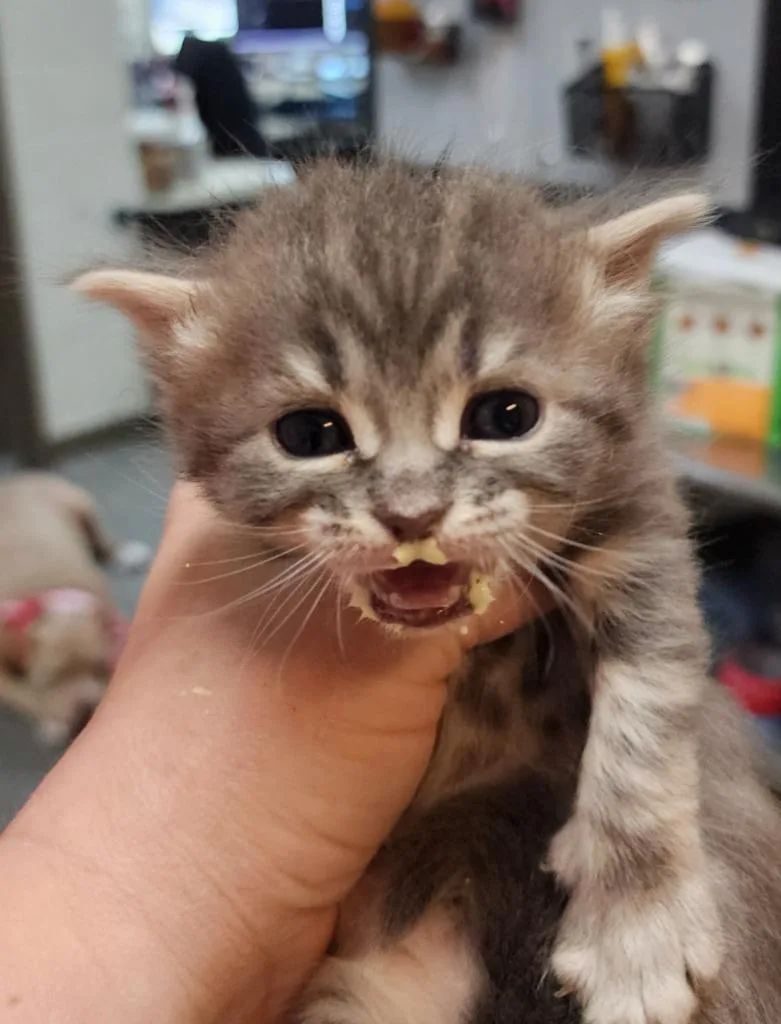 A baby small-sized female Domestic Medium Hair cat named Dg Basket for adoption in Rome, GA