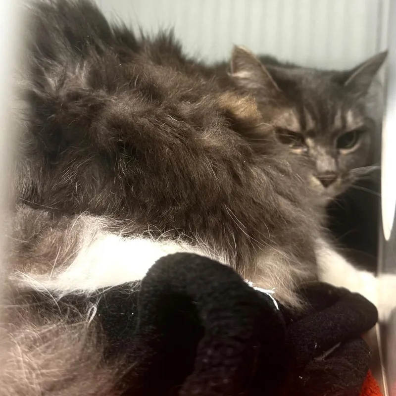 A senior medium-sized female Gray / Blue / Silver Domestic Long Hair cat named Ginata for adoption in Wheeling, IL