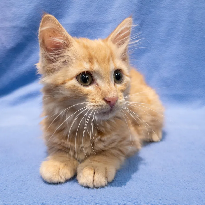 A baby medium-sized male Tabby (Orange / Red) Domestic Long Hair cat named Lemondrop for adoption in Overland Park, KS