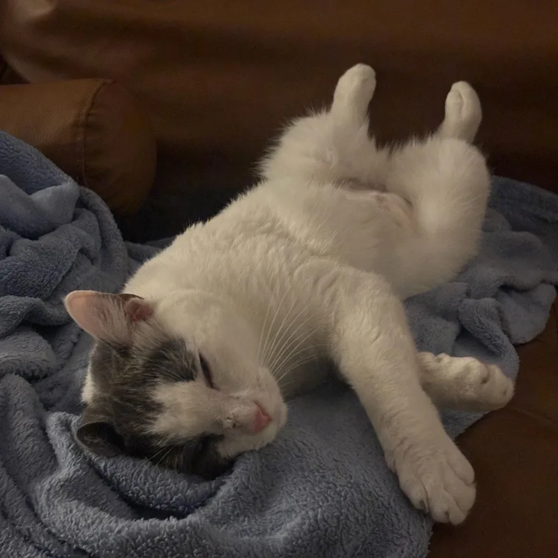 An adult medium-sized female Gray & White Domestic Short Hair cat named Quince for adoption in Brooklyn, NY