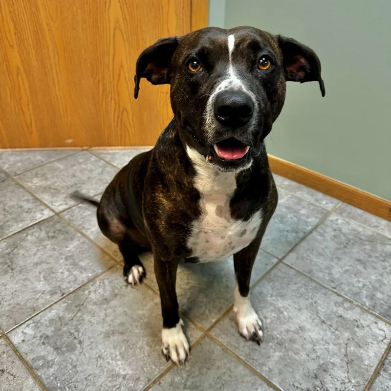 An adult medium-sized female Black Pit Bull Terrier dog named Lina Bean for adoption in High Ridge, MO