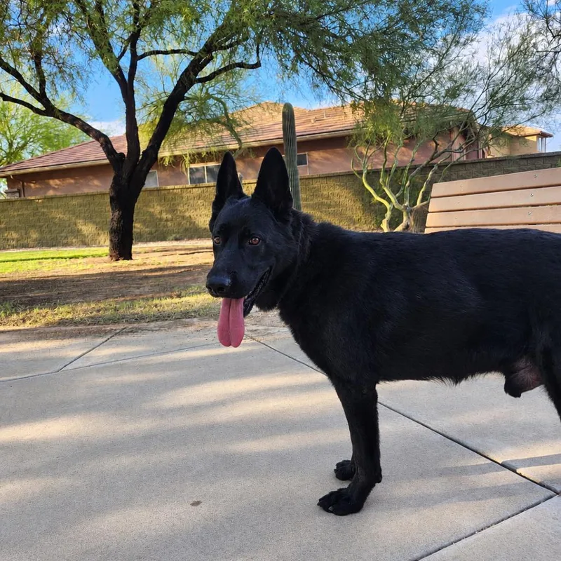 An adult large-sized male Black German Shepherd Dog named Maximus for adoption in Glendale, AZ