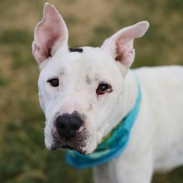 A senior large-sized male American Bulldog dog named Spartacus for adoption in San Antonio, TX