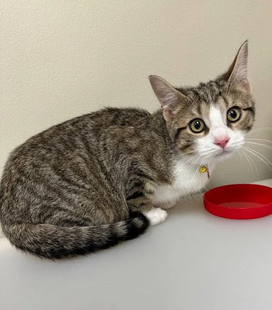 A young medium-sized male Domestic Short Hair cat named Mickey for adoption in Lancaster, PA