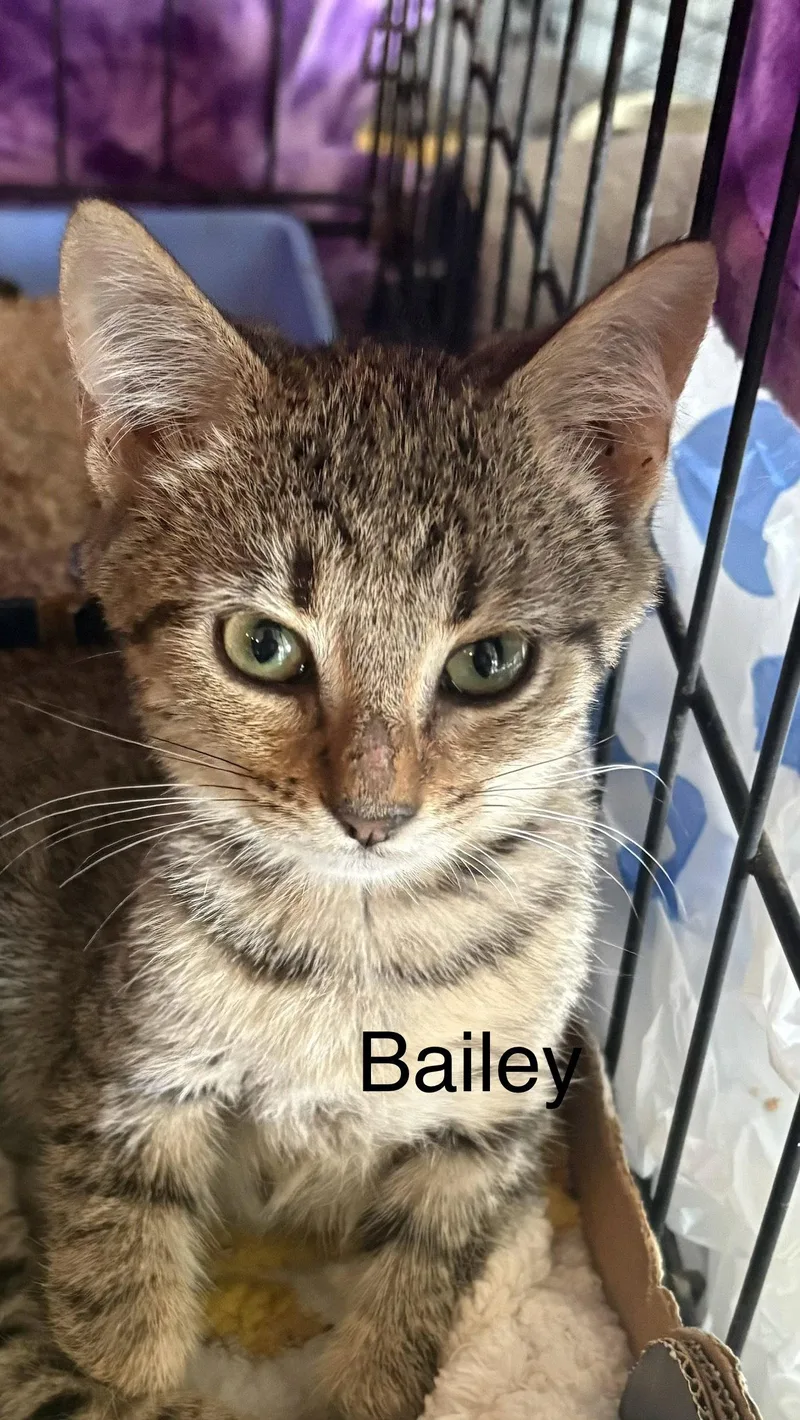 A baby medium-sized female Domestic Short Hair cat named Bailey for adoption in White Bluff, TN