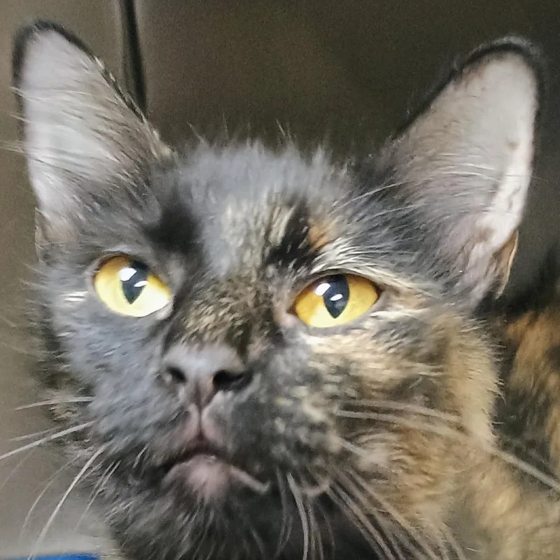 A young medium-sized female Tortoiseshell Domestic Short Hair cat named Dove for adoption in Palestine, TX