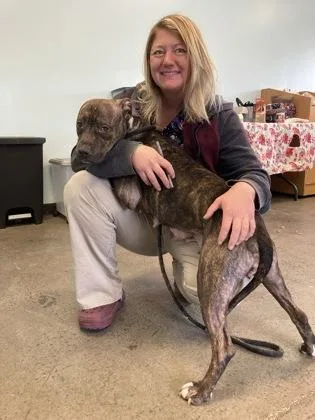 A young medium-sized female Brindle Mixed Breed dog named Rajah for adoption in Mishawaka, IN