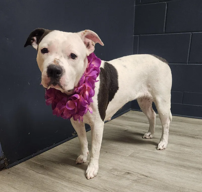 A young medium-sized female White / Cream Pit Bull Terrier dog named White Rabbit for adoption in Mansfield, OH