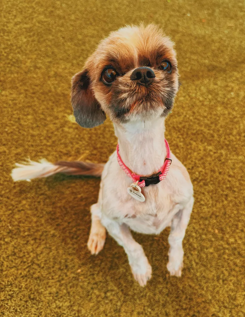 Lulu