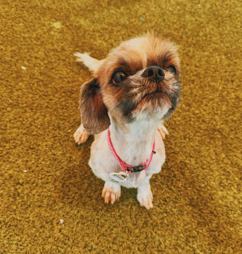 Lulu thumbnail 3