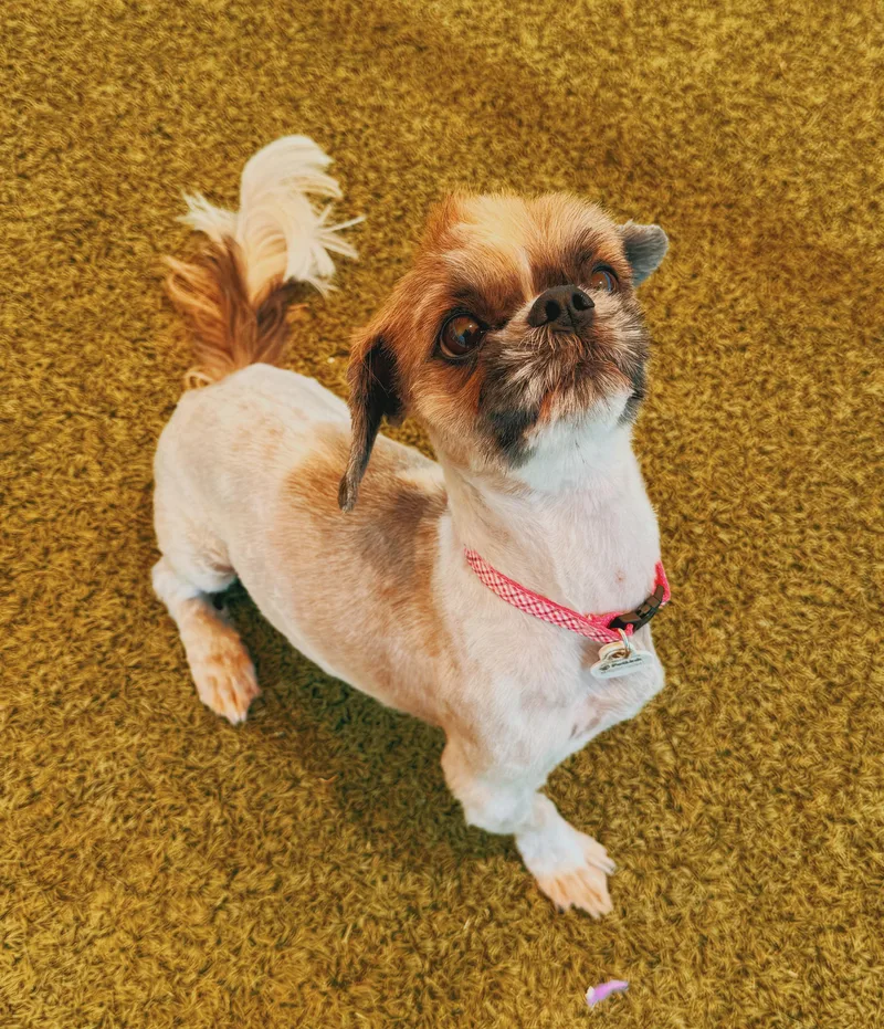 Lulu thumbnail 4