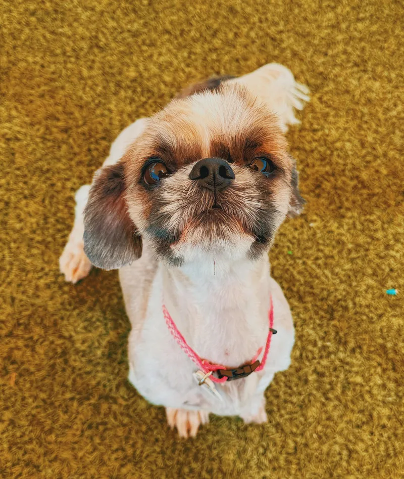 Lulu thumbnail 6