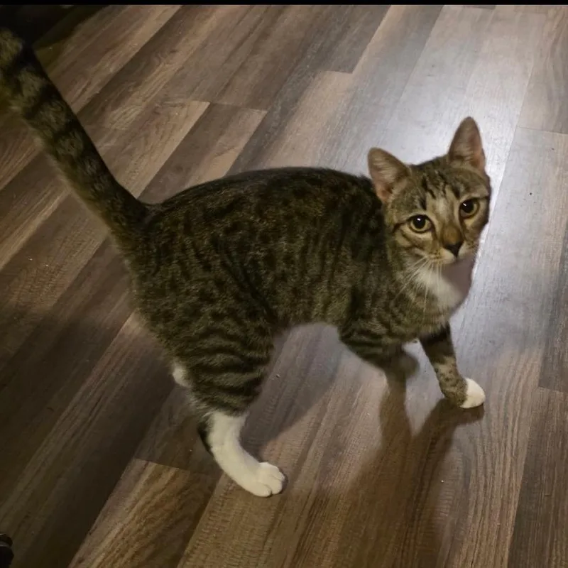 An adult medium-sized female Brown / Chocolate Domestic Short Hair cat named Velma for adoption in Abingdon, MD