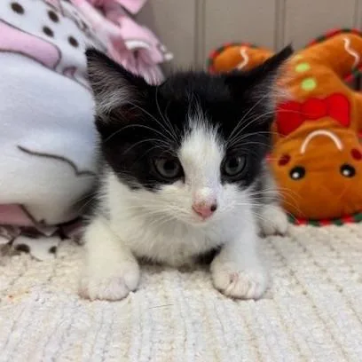 A baby small-sized female Black Domestic Short Hair cat named Uno for adoption in Long Beach, CA
