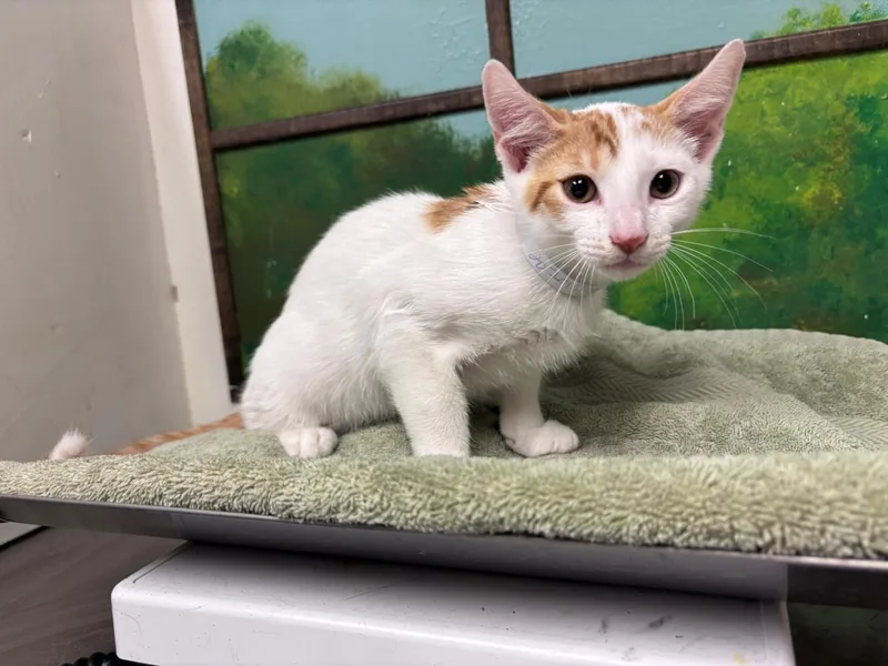A baby small-sized male Domestic Short Hair cat named Anuel for adoption in Houston, TX