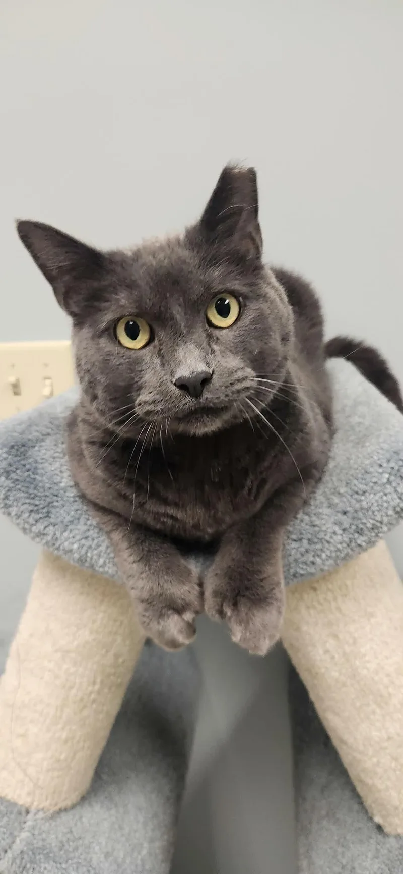 An adult large-sized male Gray / Blue / Silver Domestic Short Hair cat named Max for adoption in Chambersburg, PA