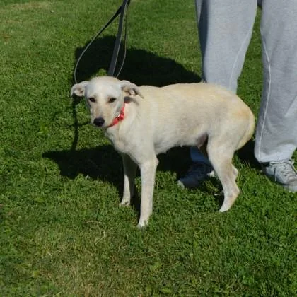 A young small-sized female Chihuahua dog named Zena for adoption in Elk Grove Village, IL