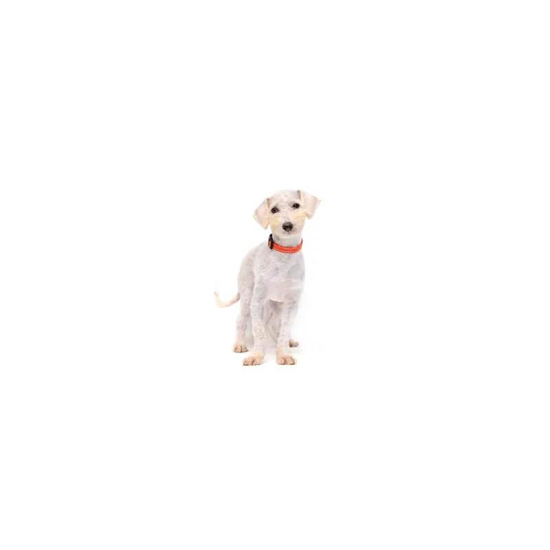A young small-sized male White / Cream Mixed Breed dog named Paulie for adoption in Playa Vista, CA