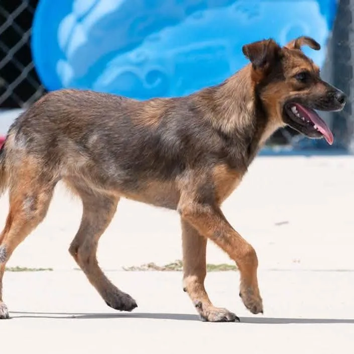 An adult medium-sized female Yellow / Tan / Blond / Fawn Terrier dog named Nyx for adoption in Minneapolis, MN