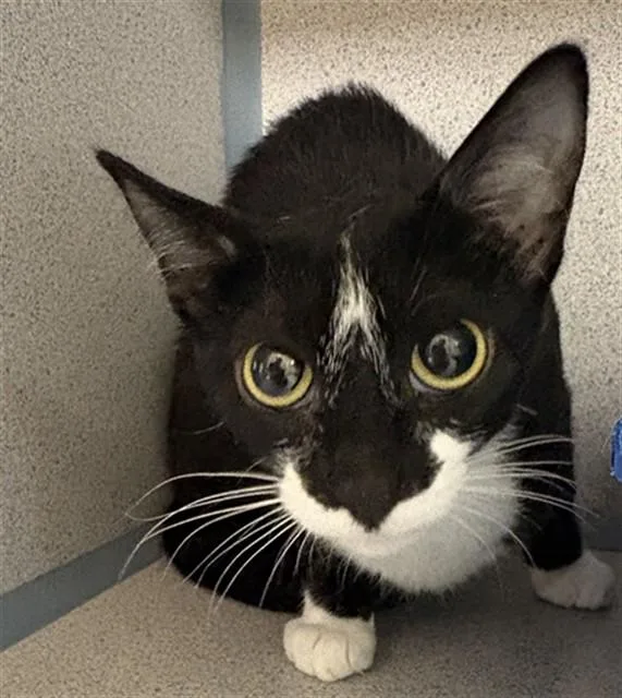 A young small-sized female Domestic Short Hair cat named Puffin for adoption in Aliquippa, PA