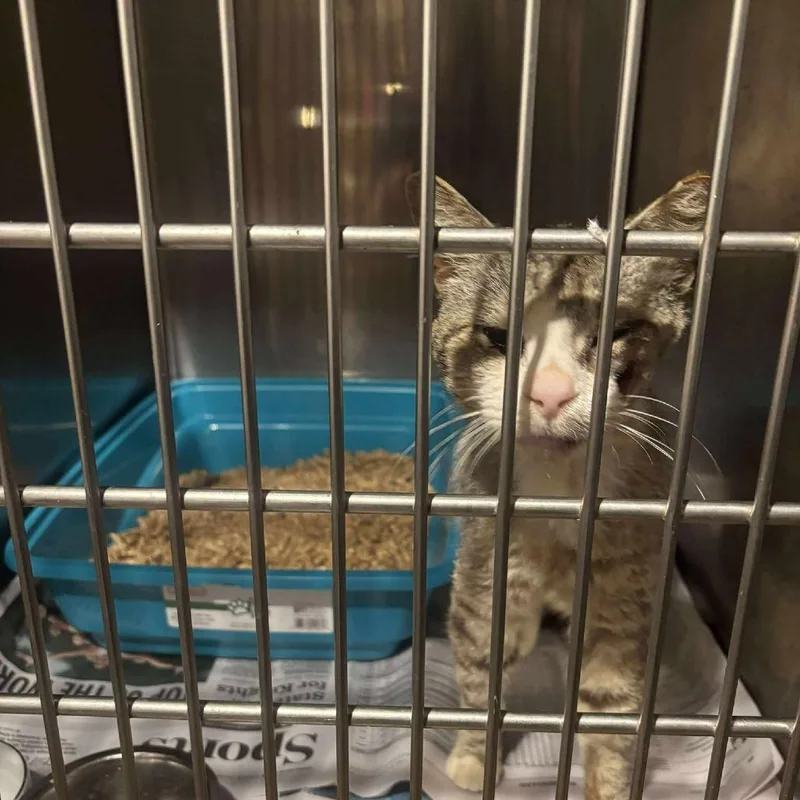 An adult medium-sized male Brown / Chocolate Domestic Short Hair cat named Roscoe for adoption in Manheim, PA