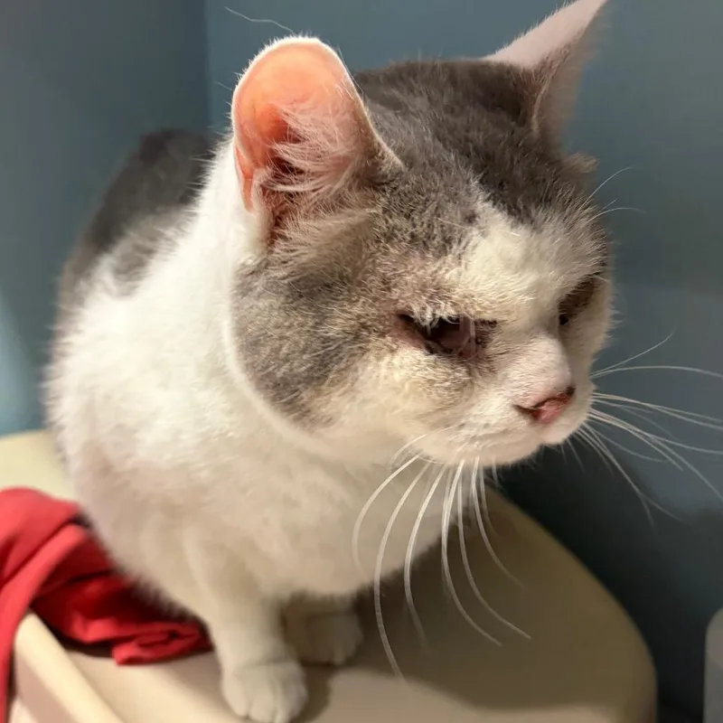 An adult medium-sized female White Domestic Short Hair cat named Debbie Pebbles for adoption in Chattanooga, TN