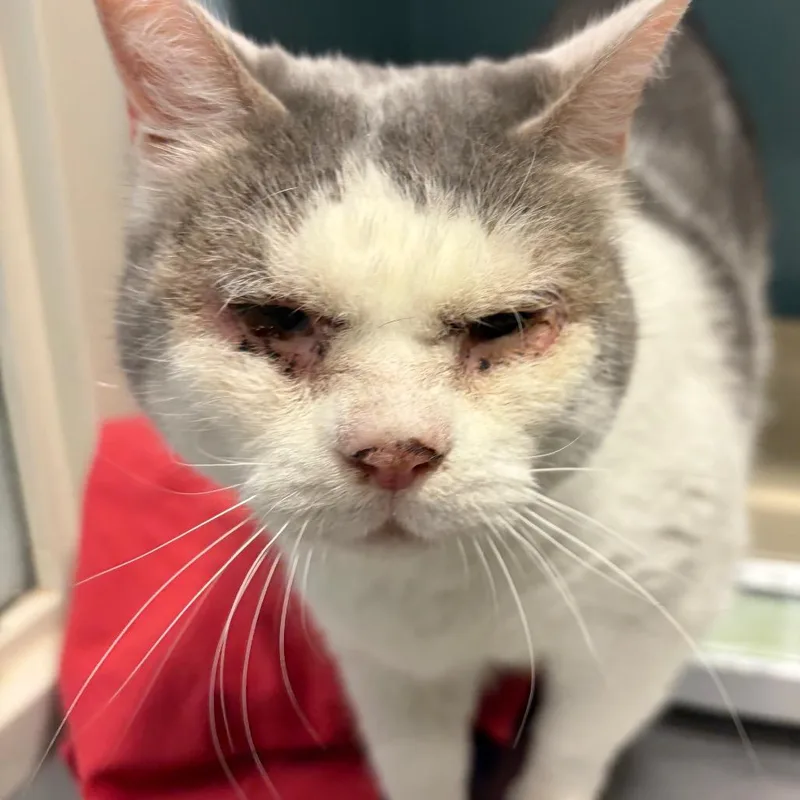 Debbie Pebbles thumbnail 2