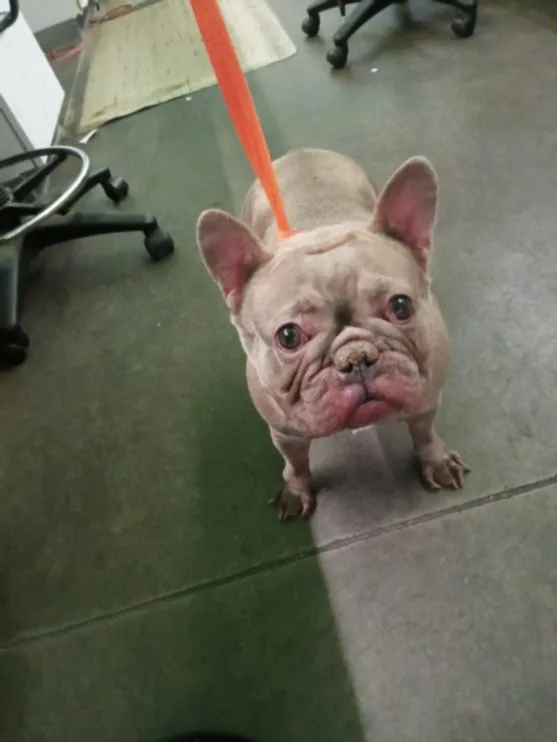 An adult medium-sized female French Bulldog dog named Blanche for adoption in Los Angeles, CA